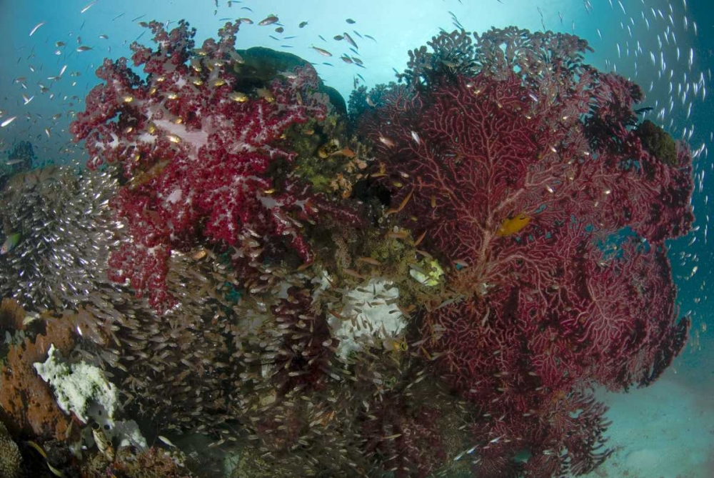 Indonesia, Papua Reef panorama of soft coral